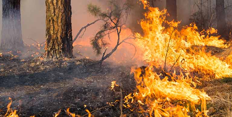 https://iosoi.es/el-fuego-en-canarias/