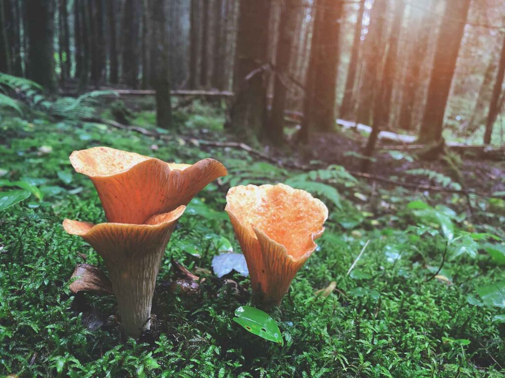 La Biodiversidad de los Espectaculares Ecosistemas de la Tierra 1 La Biodiversidad de los Espectaculares Ecosistemas de la Tierra La biodiversidad de los ecosistemas de la Tierra