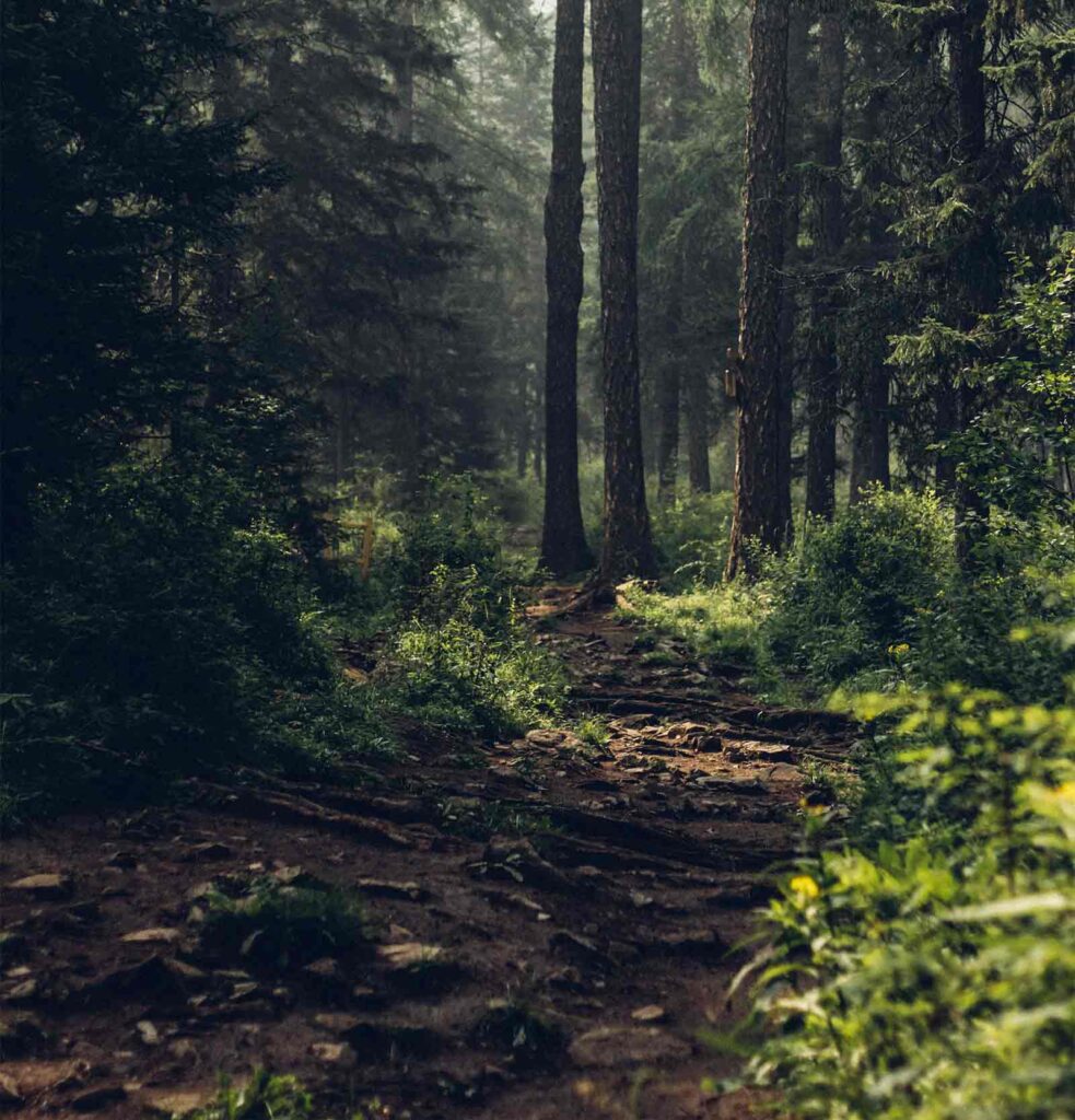 La Estrategia Forestal Española: Un Compromiso para el Futuro 1 La Estrategia Forestal Española: Un Compromiso para el Futuro Estrategia Forestal Española
