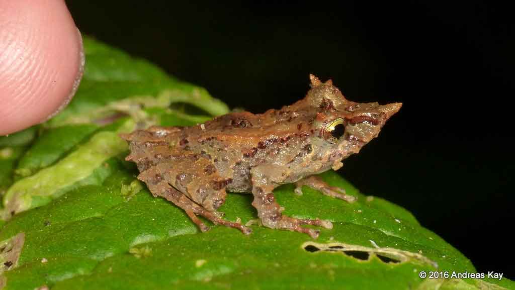 Pinocchio Insect Pinocchio Frog: A Fascinating Discovery In The Animal World - Iosoi.es