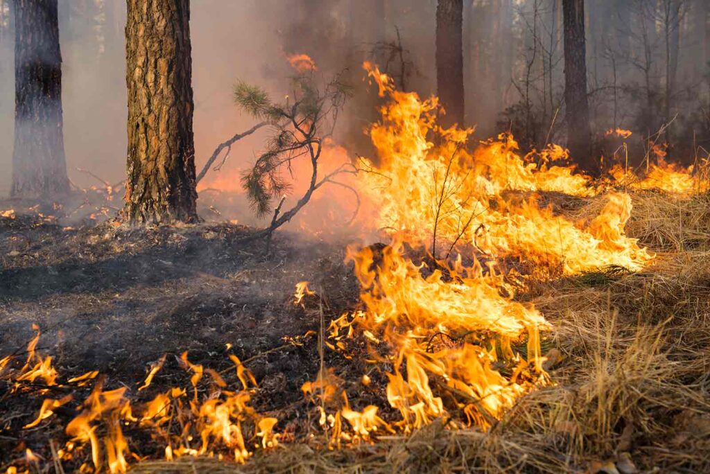 23 Years of Fire in the Canary Islands 1 23 Years of Fire in the Canary Islands 23 Years of Fire in the Canary Islands