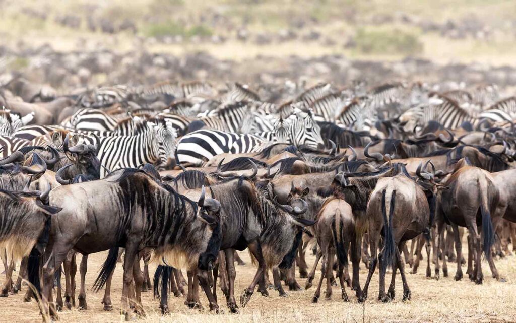 diversidad animal