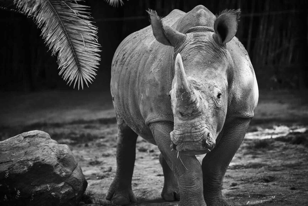 animales en peligro de extinción